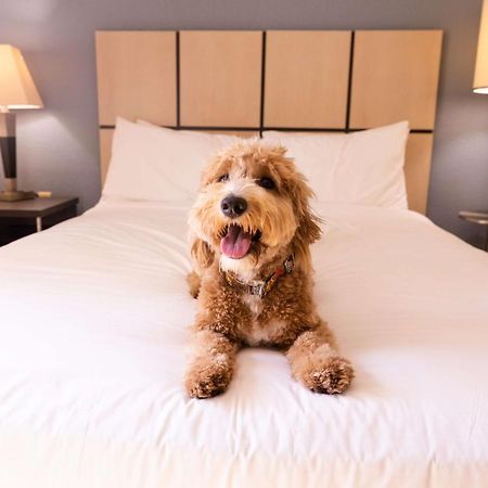 Sonesta Simply Suites Detroit Troy Dış mekan fotoğraf